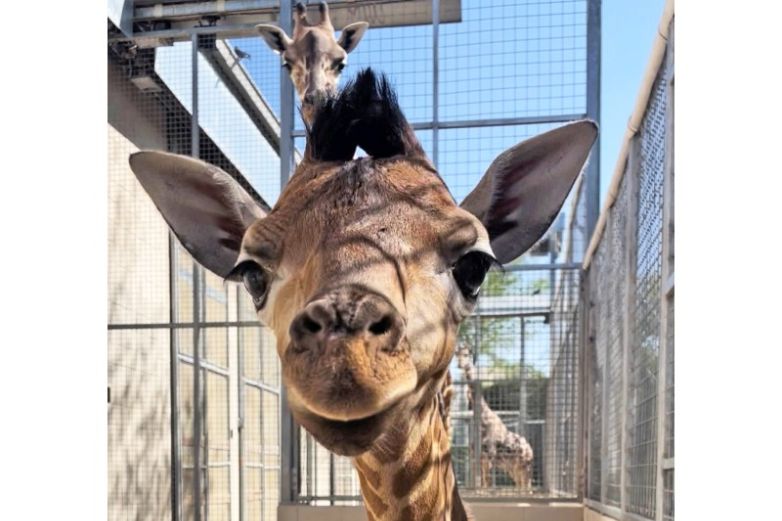Invitan a baby shower de jirafa en El Paso
