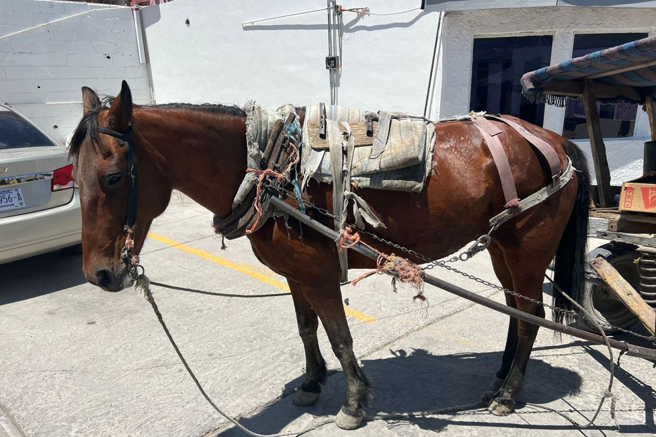 Decomisan caballo utilizado para jalar fierro viejo