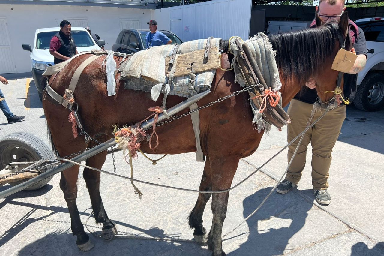 Decomisan caballo utilizado para jalar fierro viejo