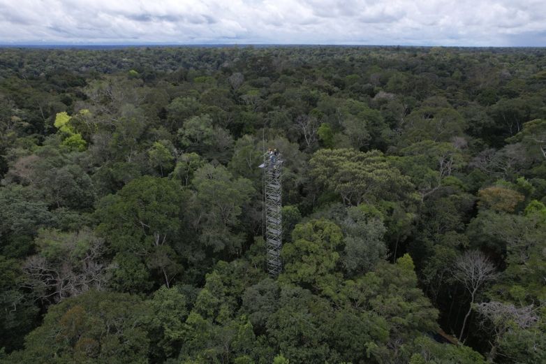 Estudiarán reacción de Amazonía a una mayor concentración de CO2