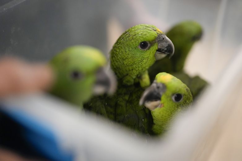 Bolsa que piaba revela contrabando de aves en aeropuerto de Miami