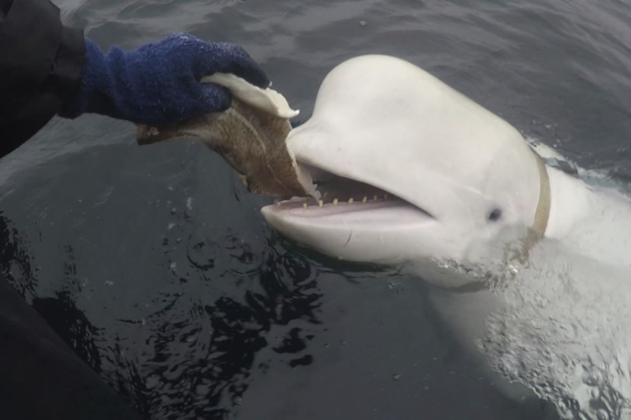 Captan en Noruega a una beluga que usaba un arnés ruso