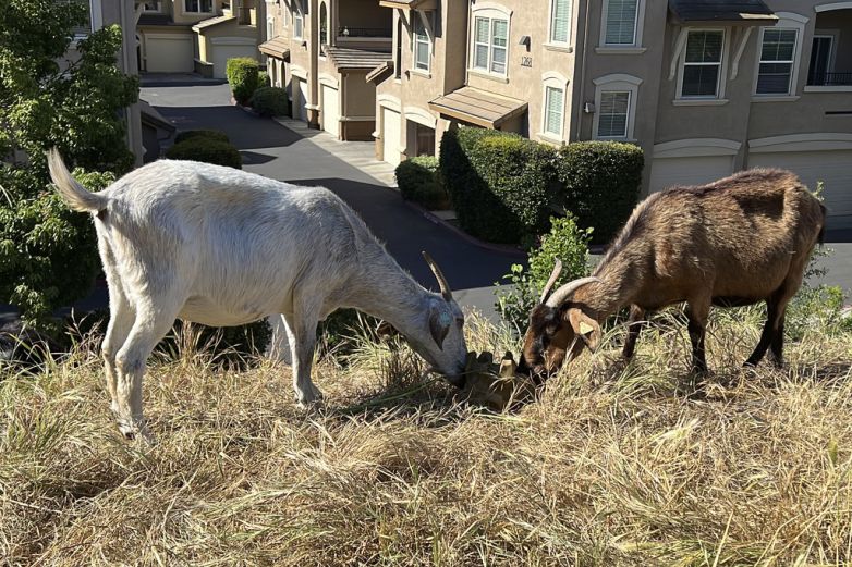 Amenaza ley el uso de cabras para prevenir incendios California