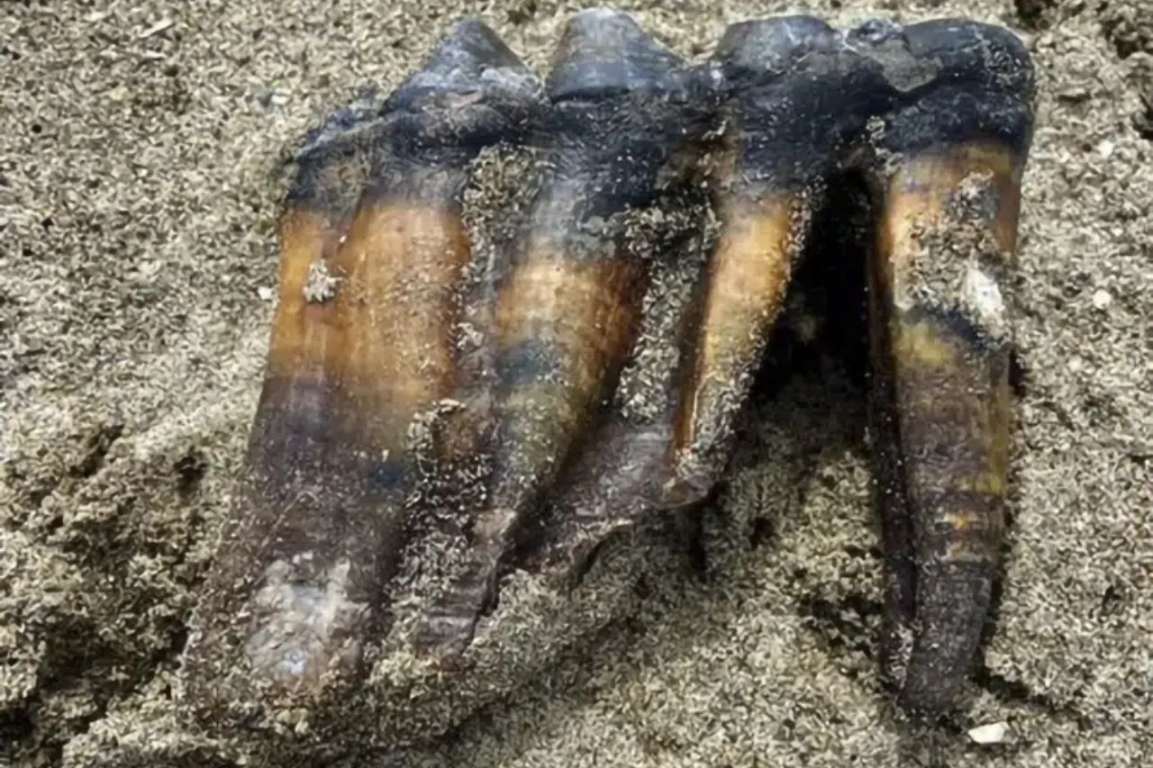 Encuentran un diente de mastodonte en playa de California