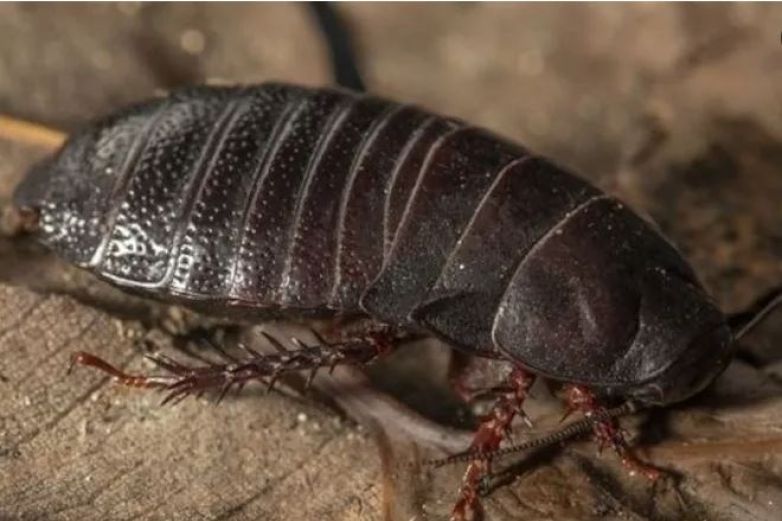 Reaparece cucaracha carnívora gigante; se creía extinta desde hace 100 años