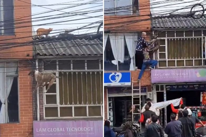 Video: Perrito 'volador' se queda atorado por perseguir a un gato 