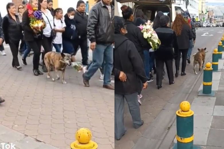 Video: Con ramo en el hocico, perro acompaña cortejo fúnebre