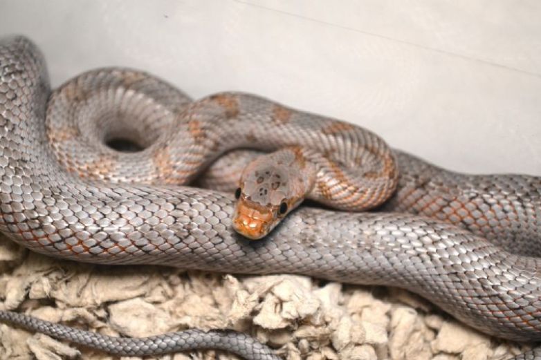 'Serpiente rata': descubren misterioso reptil