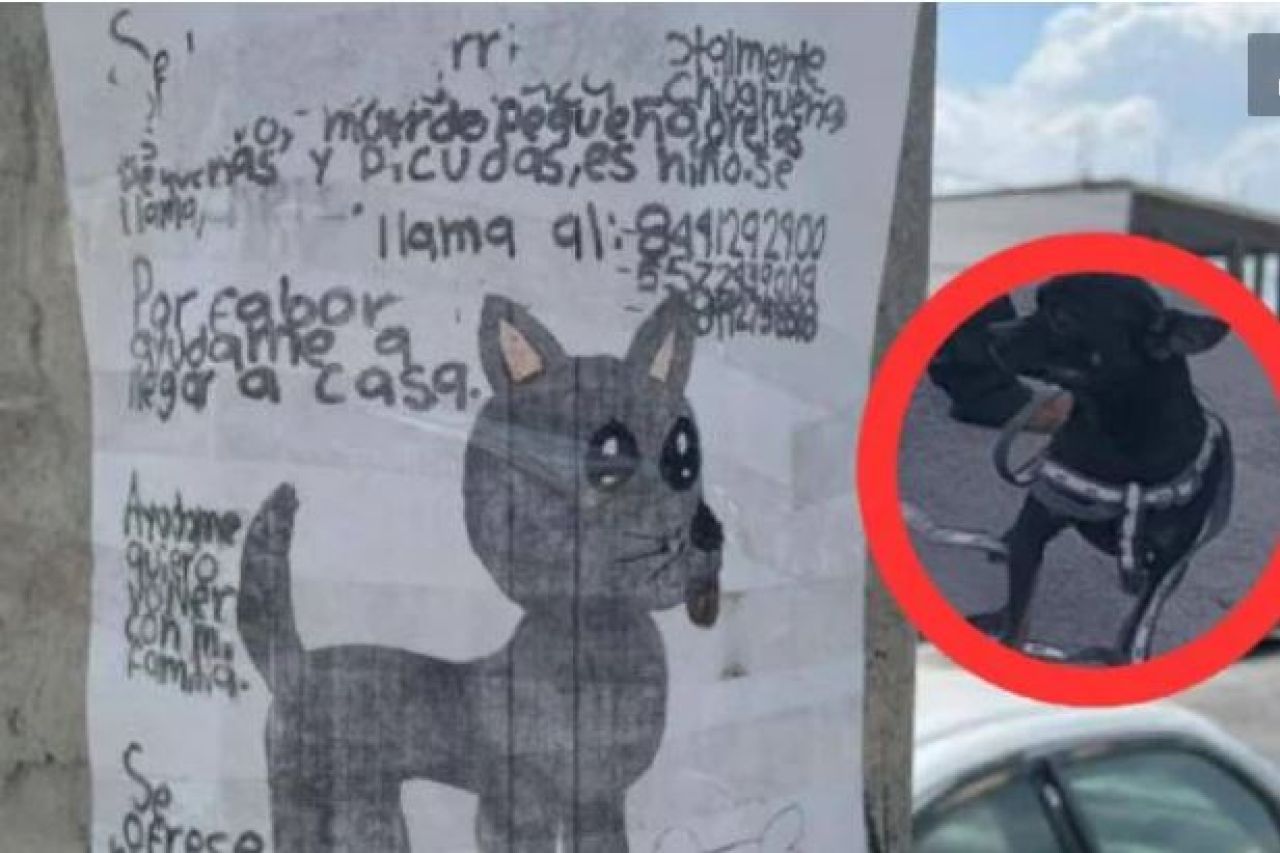 Niño busca a su perrito 'Cheis' con un dibujo hecho por él