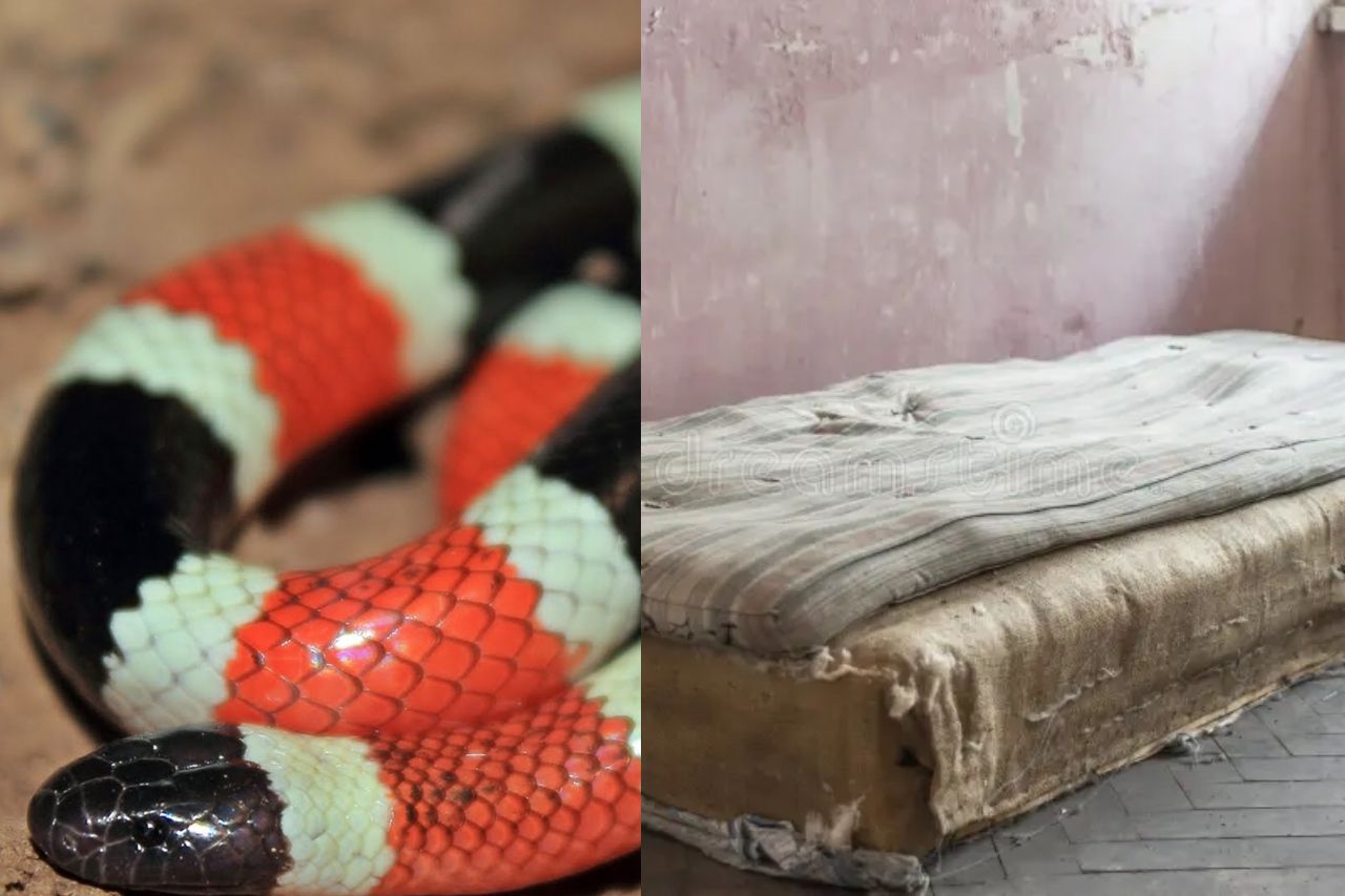 Familia en Tabasco encuentra nido de serpientes dentro de su colchón