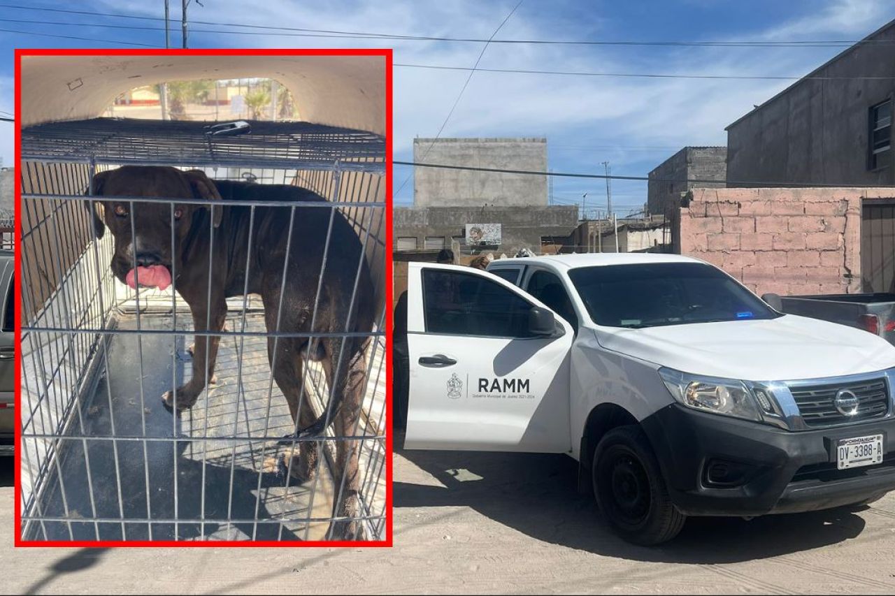 Decomisa Bienestar Animal a pitbull que agredió a niño