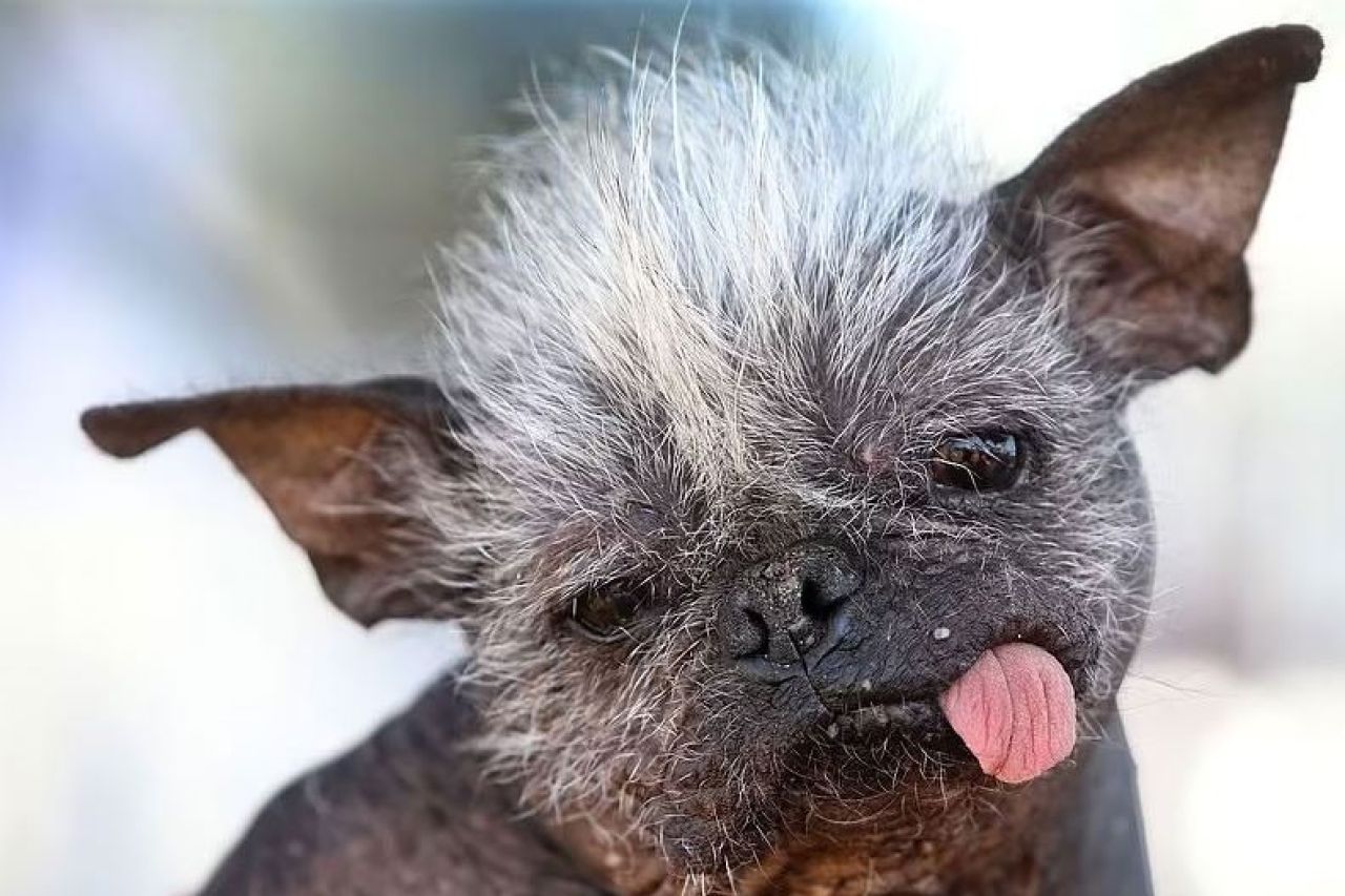 Señor Cara Feliz: El perrito más feo del mundo que fue rescatado