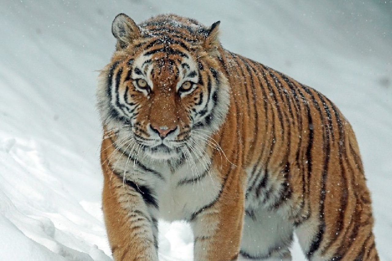 Día Internacional del Tigre: 29 de julio