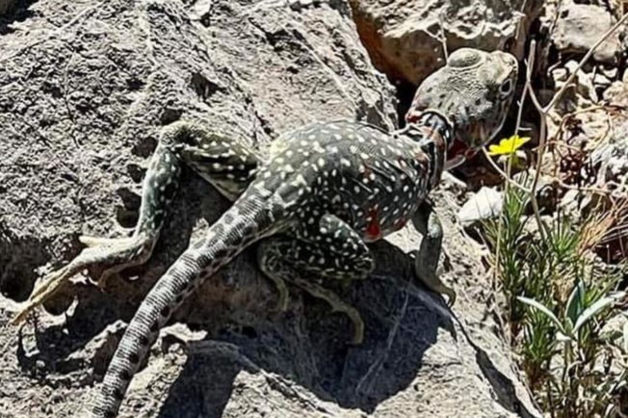 Alertan por saqueo de flora y fauna en Juárez