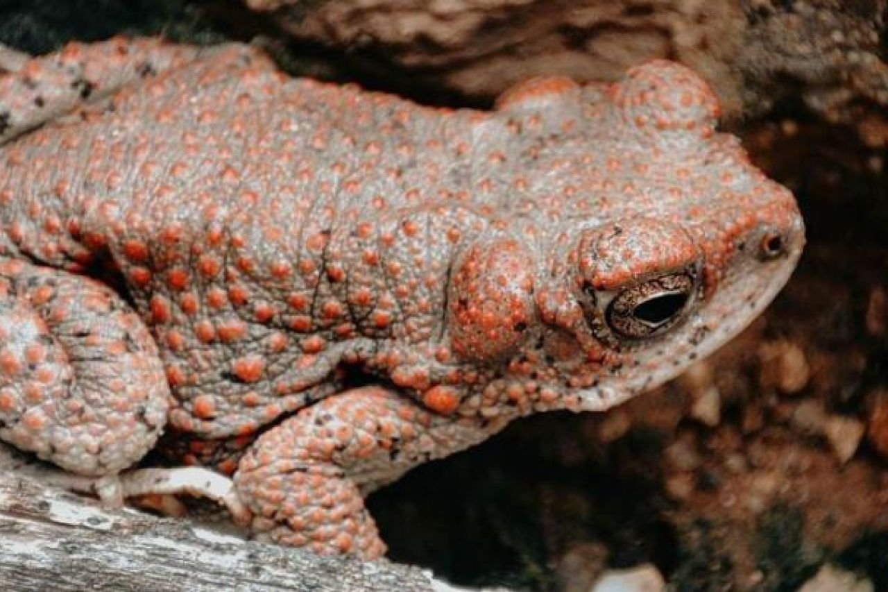 Alertan por saqueo de flora y fauna en Juárez