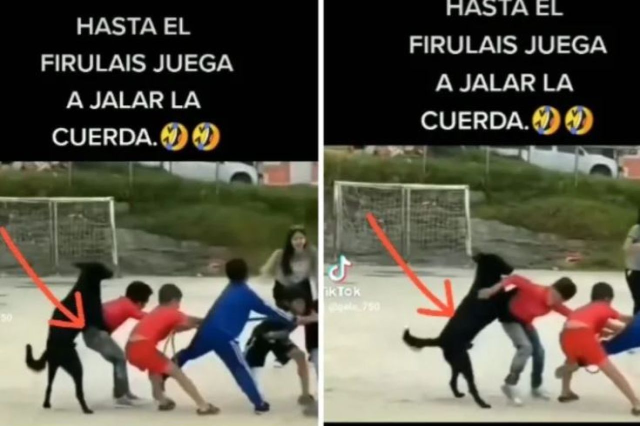 Video: Perrito juega a ‘jalar la cuerda’