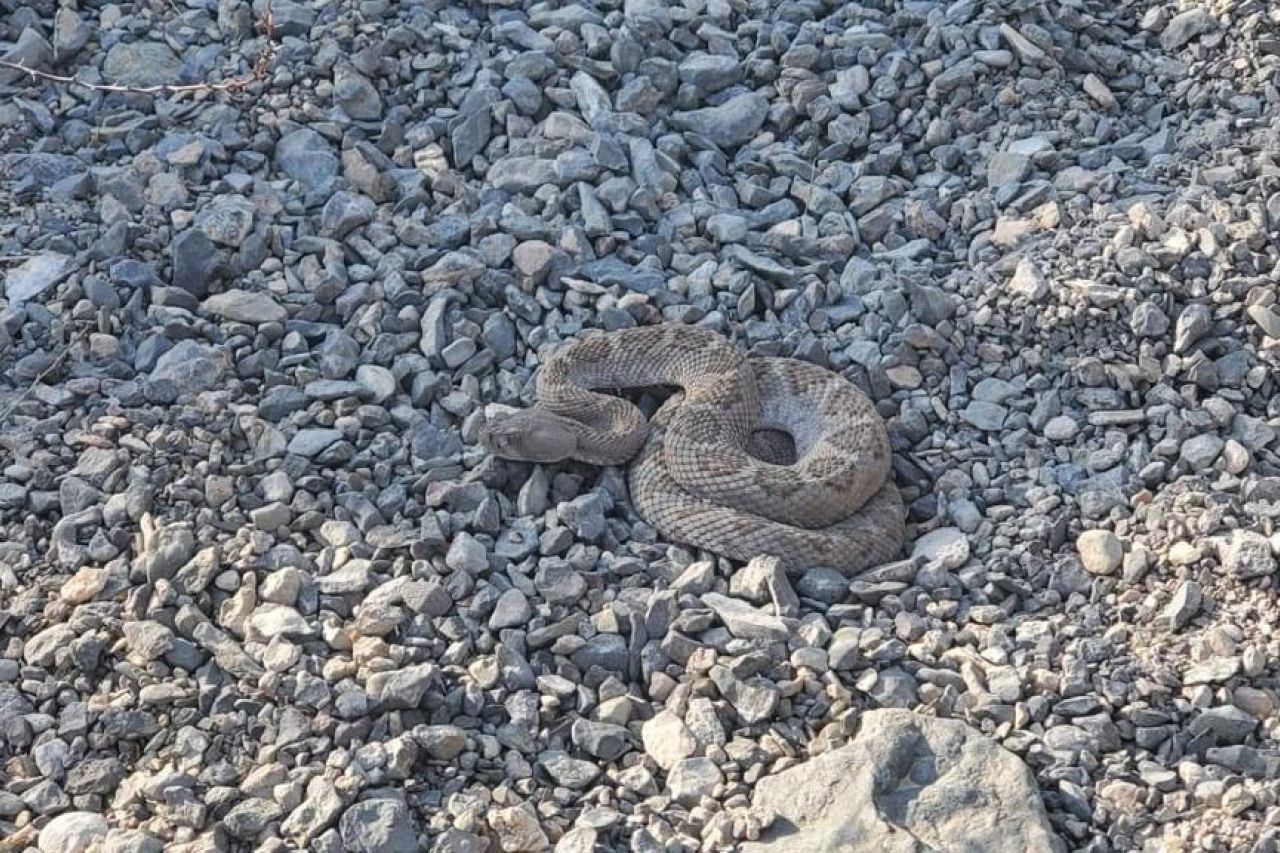 Alertan por saqueo de flora y fauna en Juárez