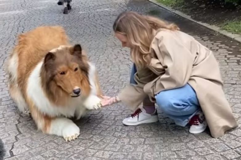 Hombre Cumple Su Sueño De Convertirse En Perro