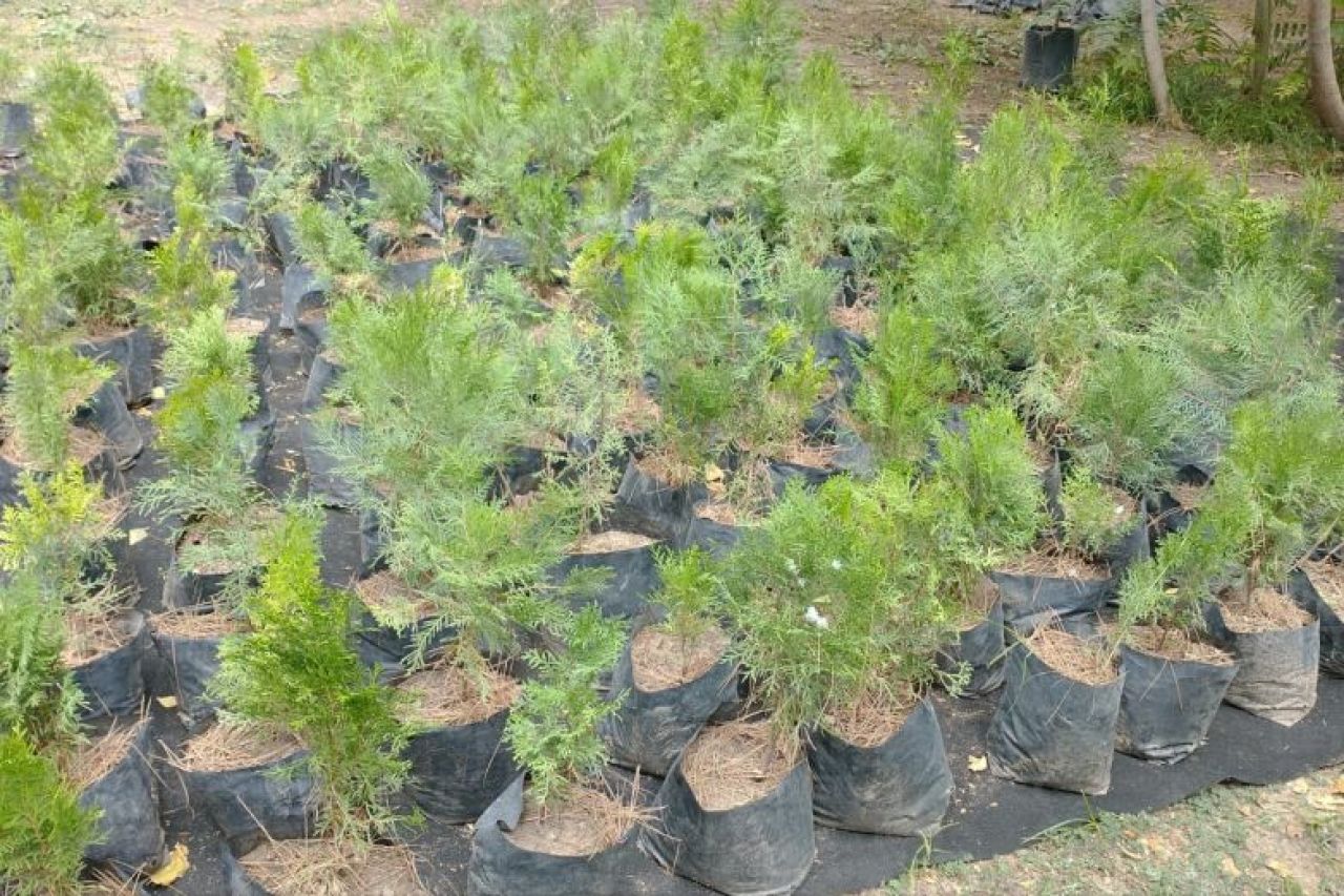 Entregarán fresnos y mezquites gratis para reforestar Juárez