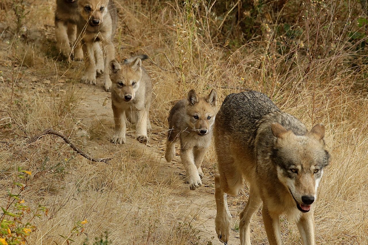Investigadores identifican a nueva manada de lobos grises en California