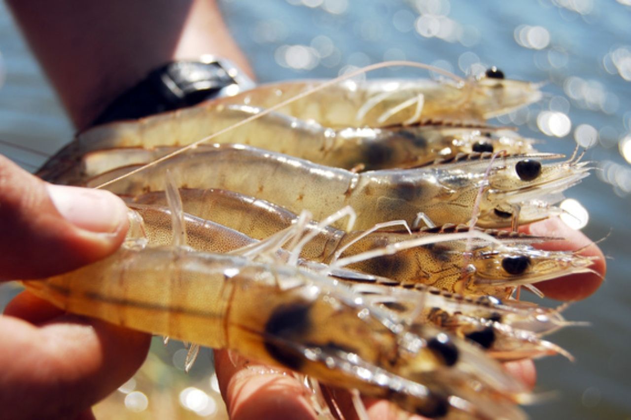 Científicos alertan por el poco crecimiento de los camarones en México