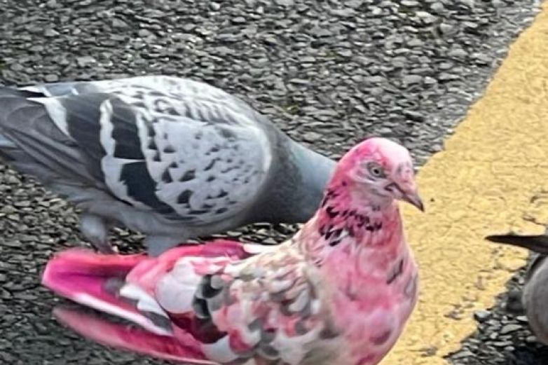 Aparece paloma color rosa en Inglaterra 