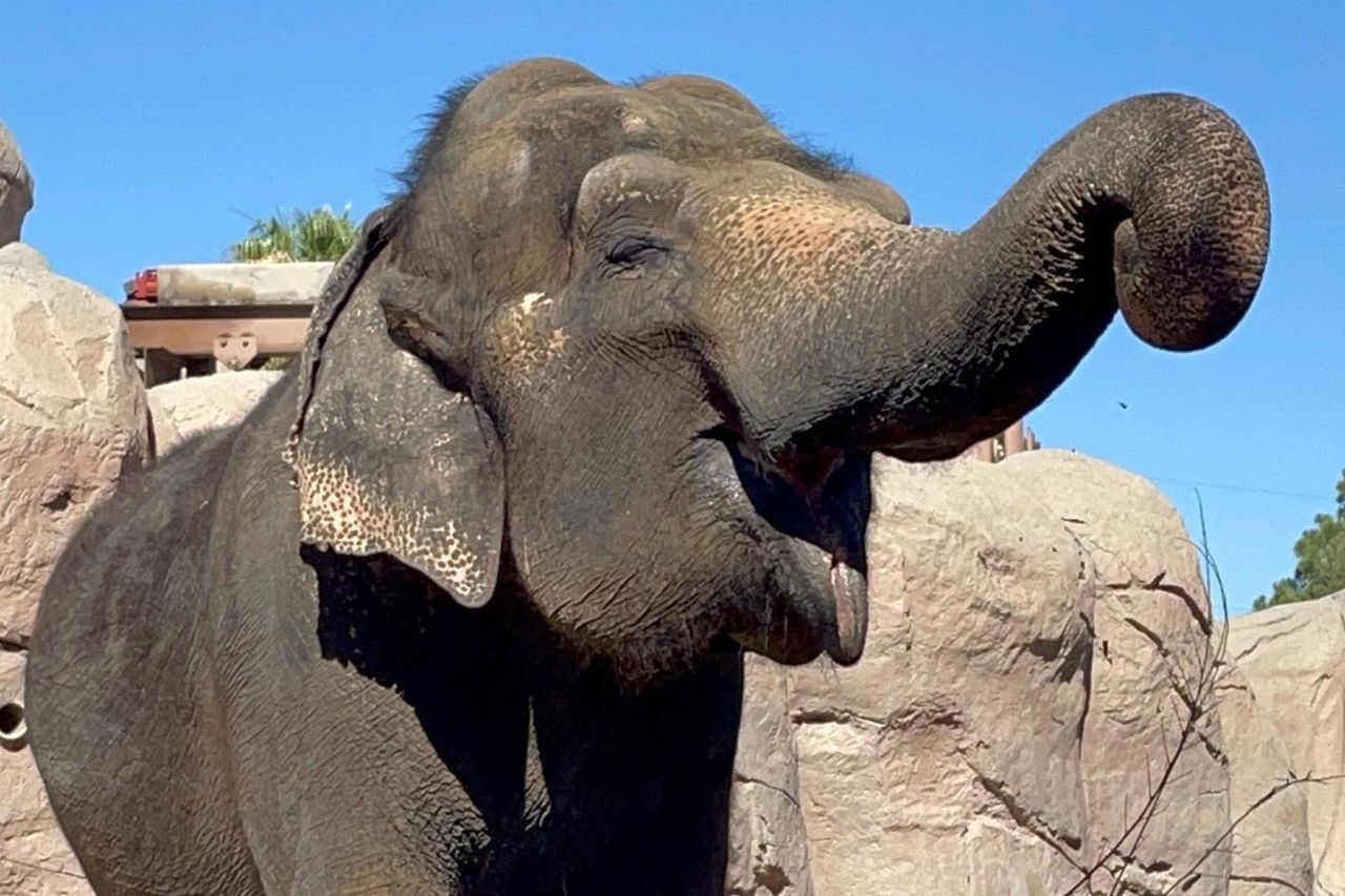 El Paso: Celebrarán el cumpleaños de Savannah el domingo