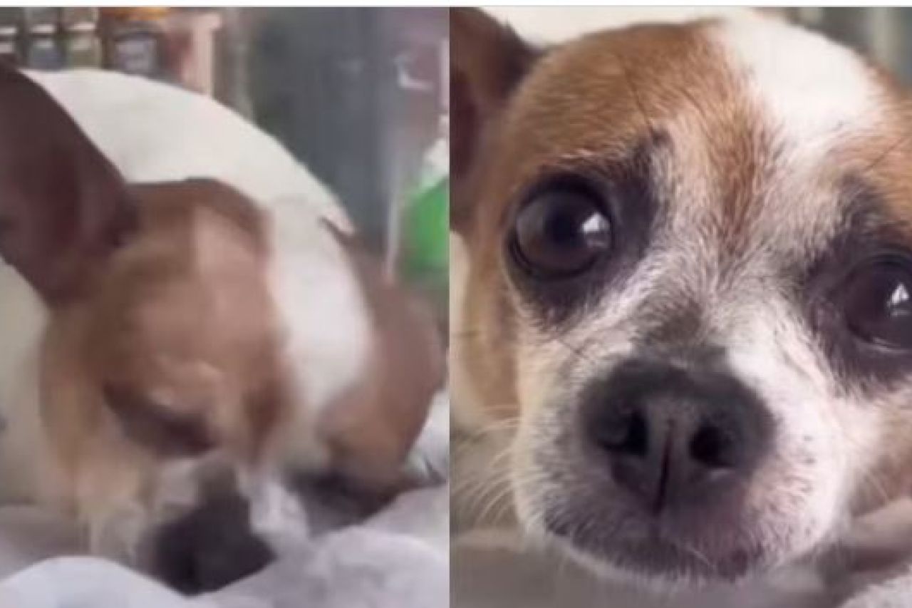 Video: perrito llora al reencontrarse con sus dueños
