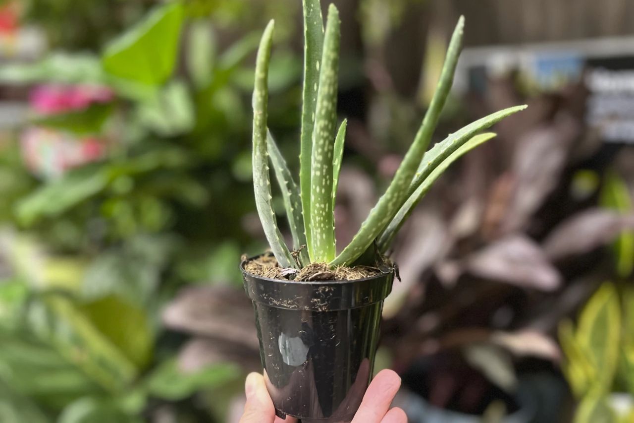 Plantas de interior fáciles para jardineros negligentes