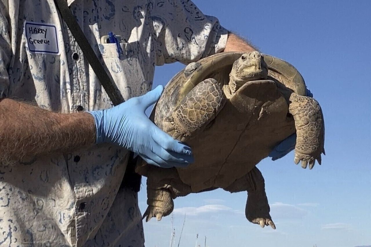 Tortuga del Bolsón vislumbra una esperanza frente a la extinción
