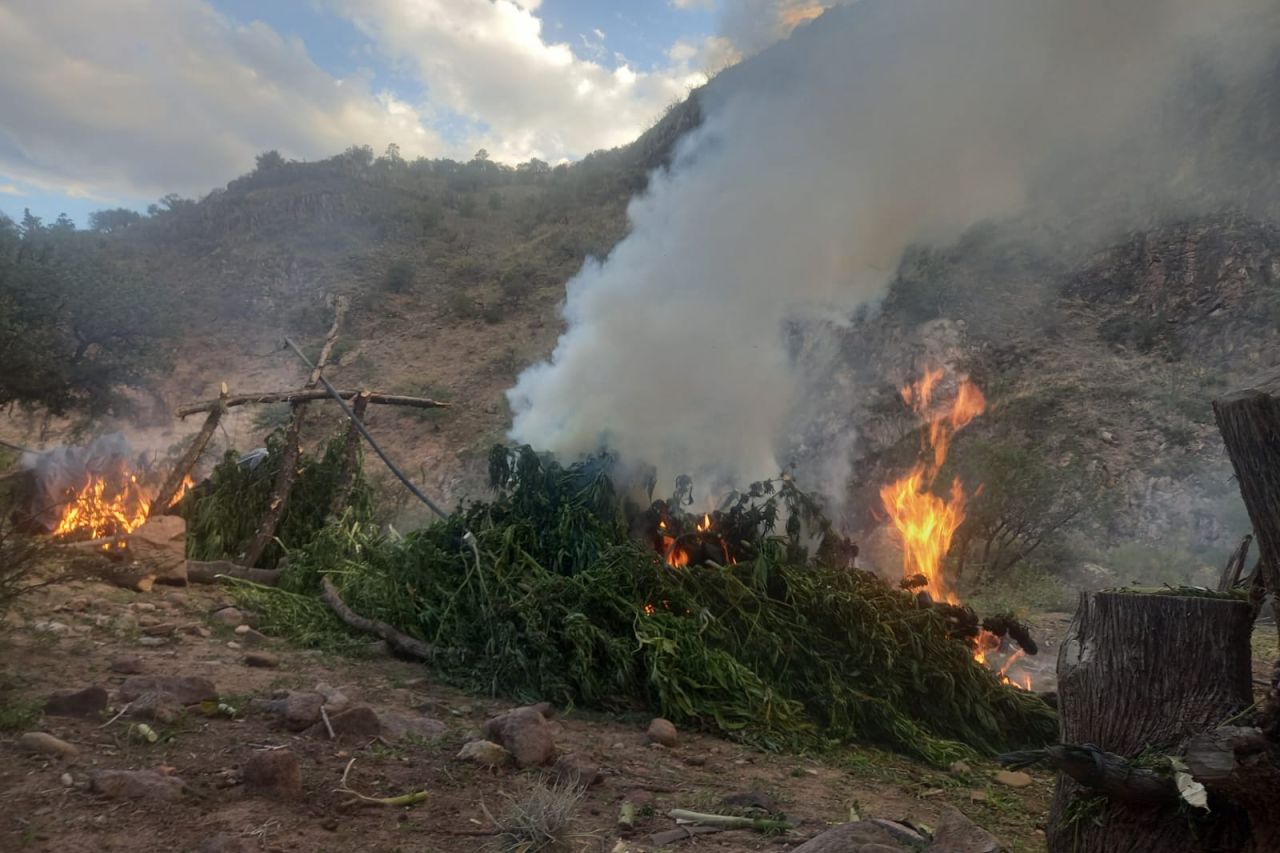 Localizan y destruyen plantíos de marihuana en Parral y Nonoava