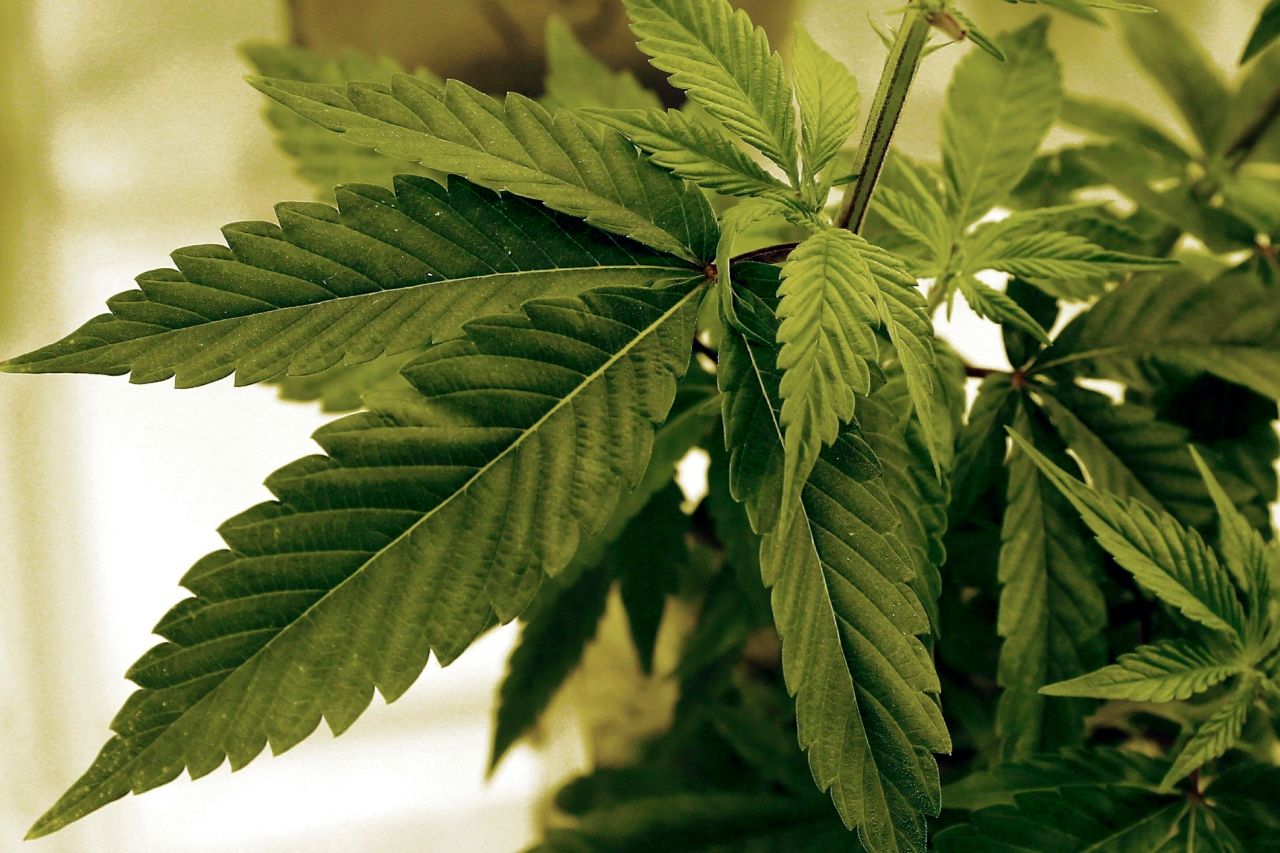 Renuncia futura jefa de regulación del cannabis de Minnesota