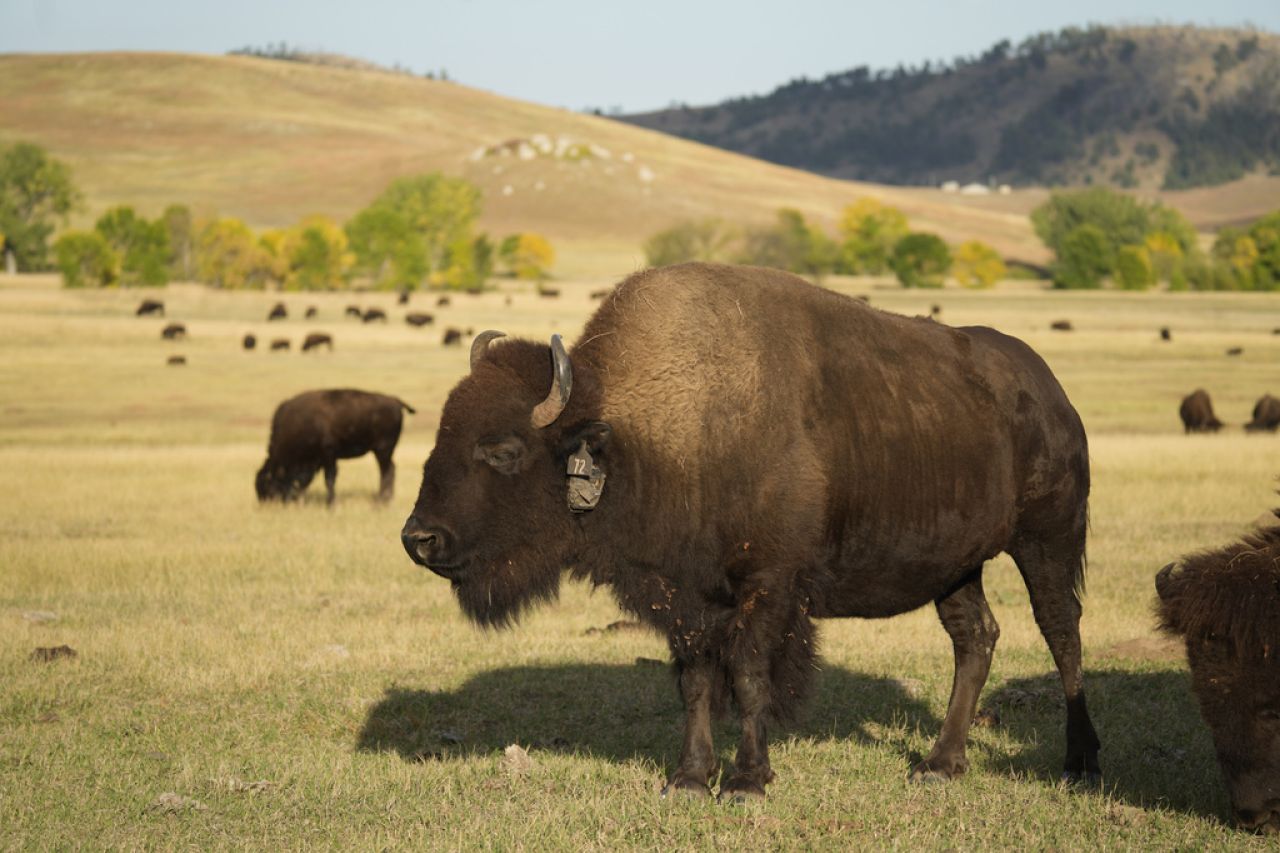 Arreo de bisontes en Dakota del Sur; el único en su tipo en todo EU