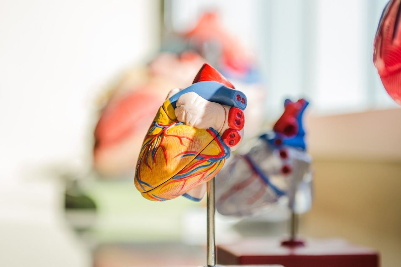 ¡Ay, corazón! ¿Cómo prevenir enfermedades cardiovasculares?