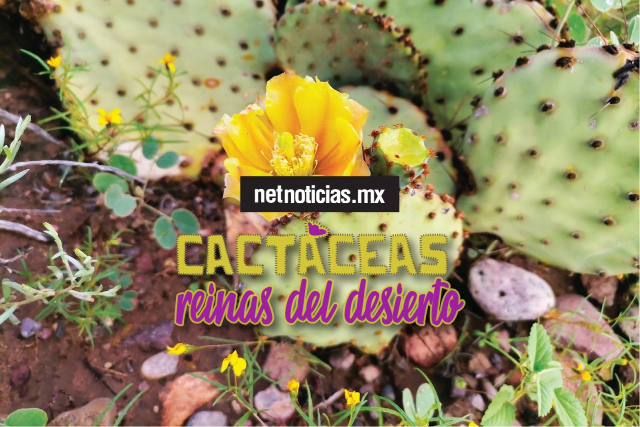 Net Noticias