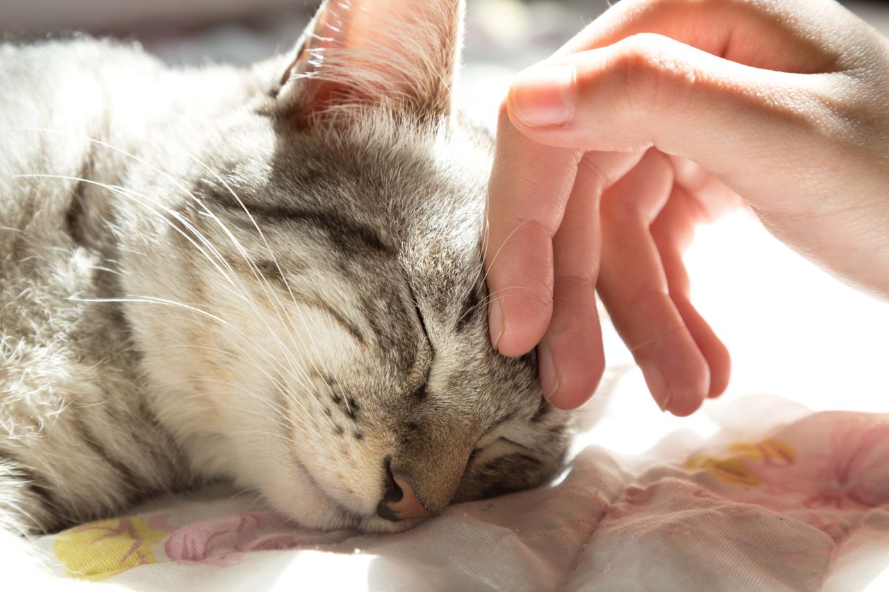 ¿Cómo ronronean los gatos? Científicos encuentran una nueva explicación