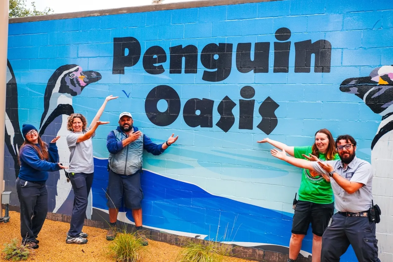 Conoce la nueva exhibición de El Paso Zoo 'Penguin Oasis'