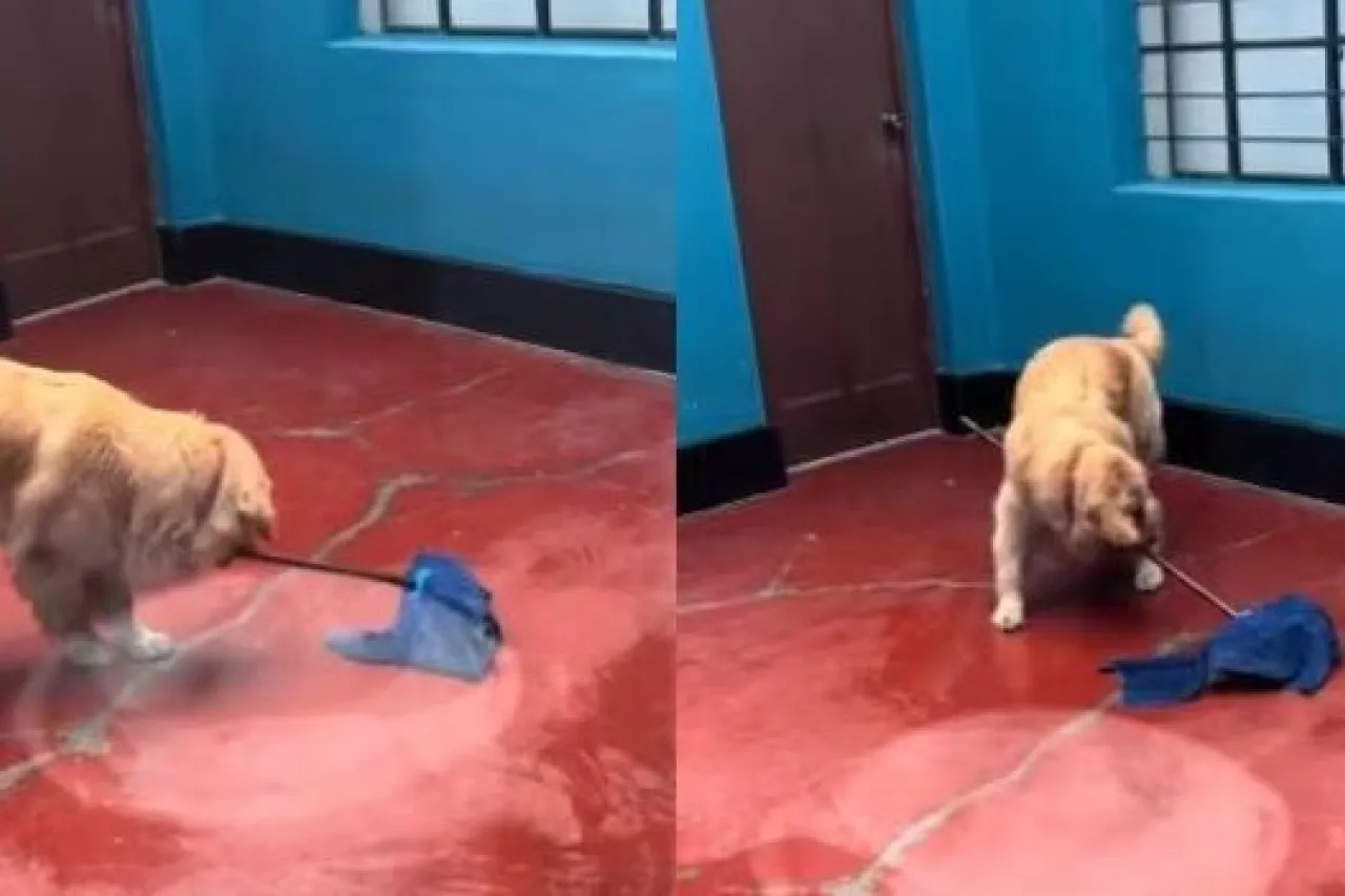 Video: 'Mi primera chamba'; perrito trapeando se viraliza