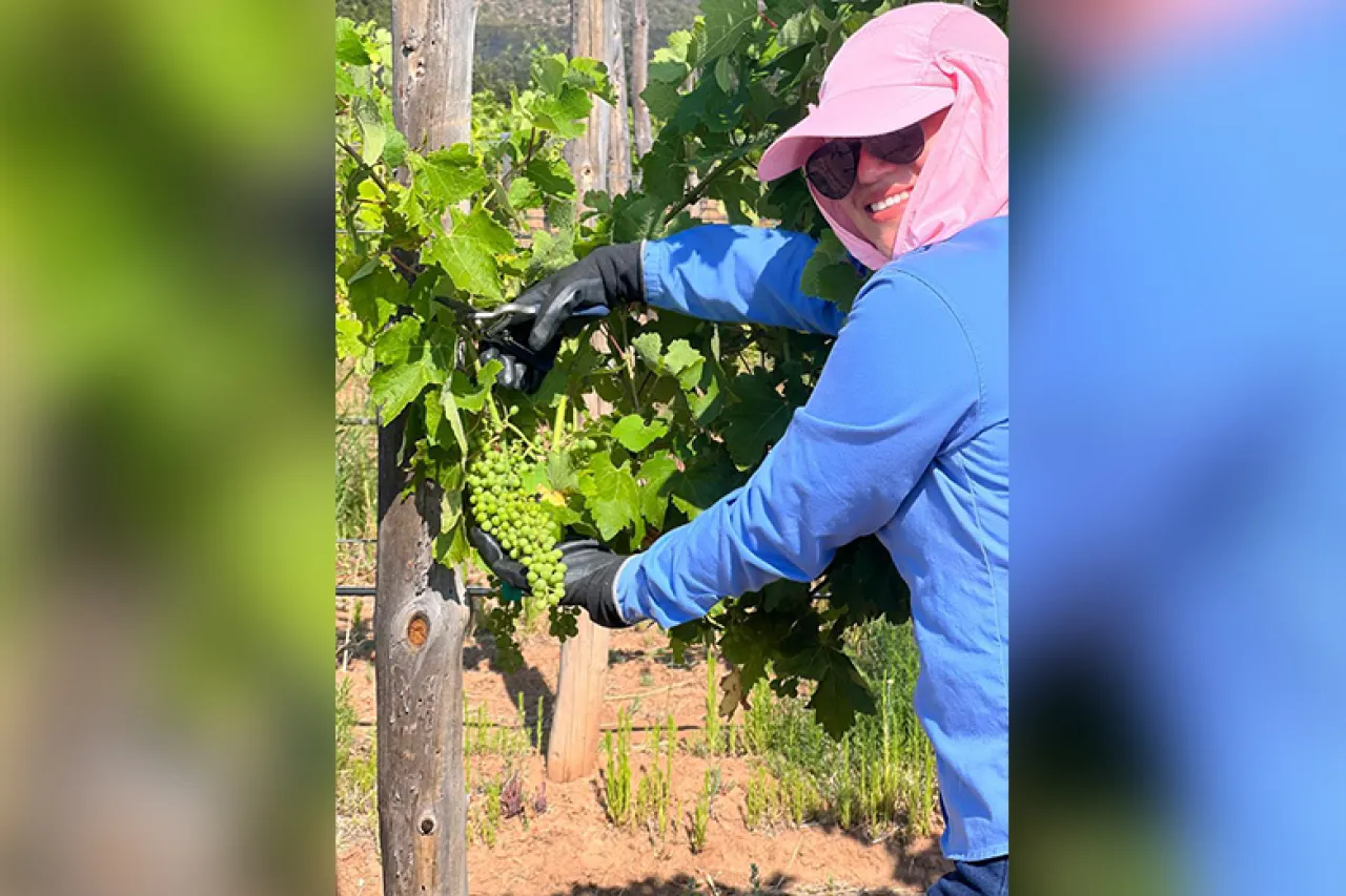 Es Chihuahua cuarto lugar en plantación de uva para vino en México