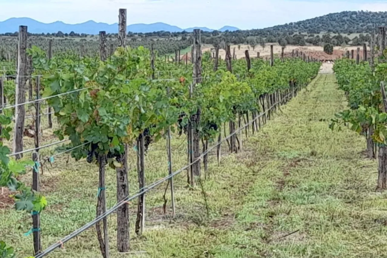 Es Chihuahua cuarto lugar en plantación de uva para vino en México