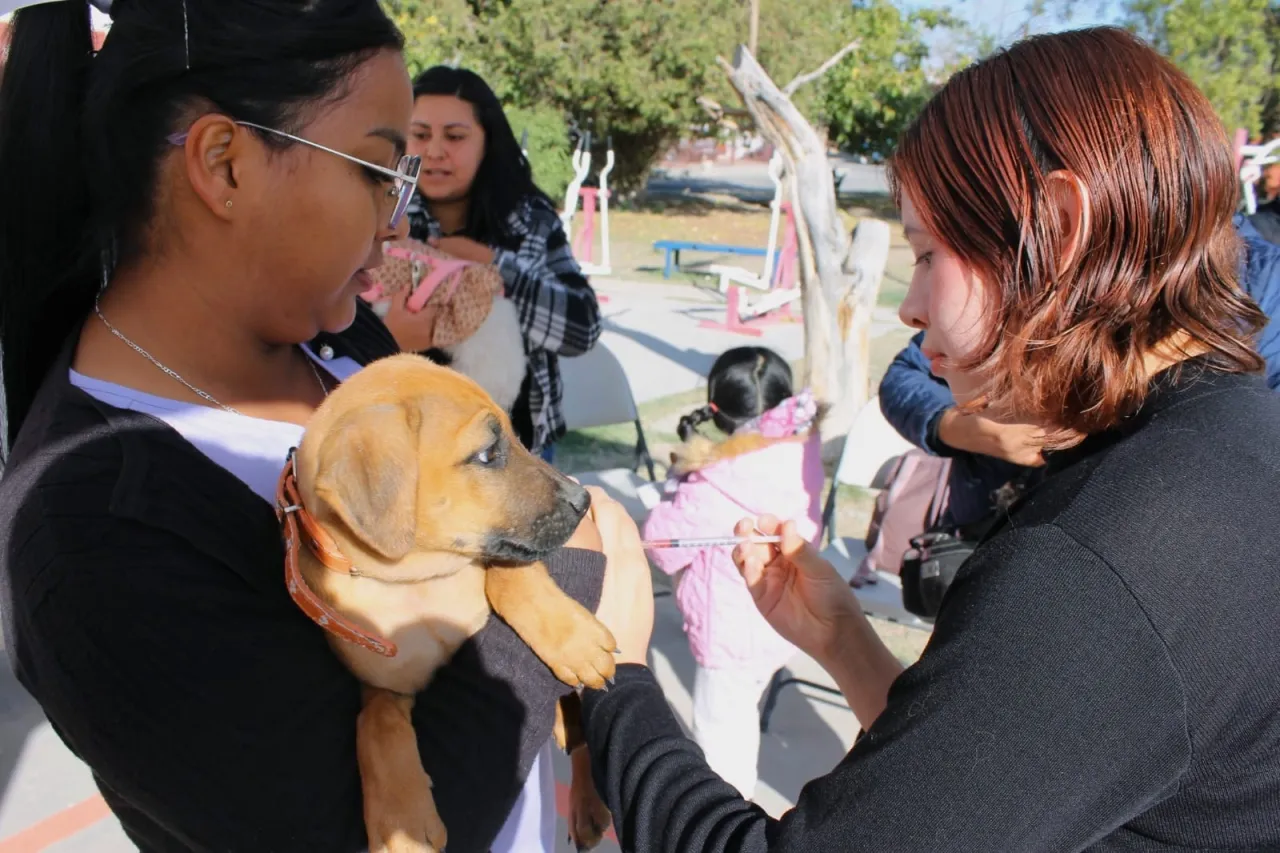 Free Rabies Vaccination and Deworming for Dogs and Cats in Ciudad Juárez: Morena Representative Leads Effort