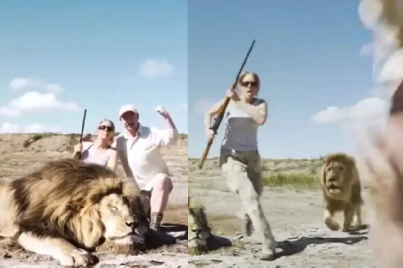 León ataca a cazadores que se tomaban foto con otro león muerto