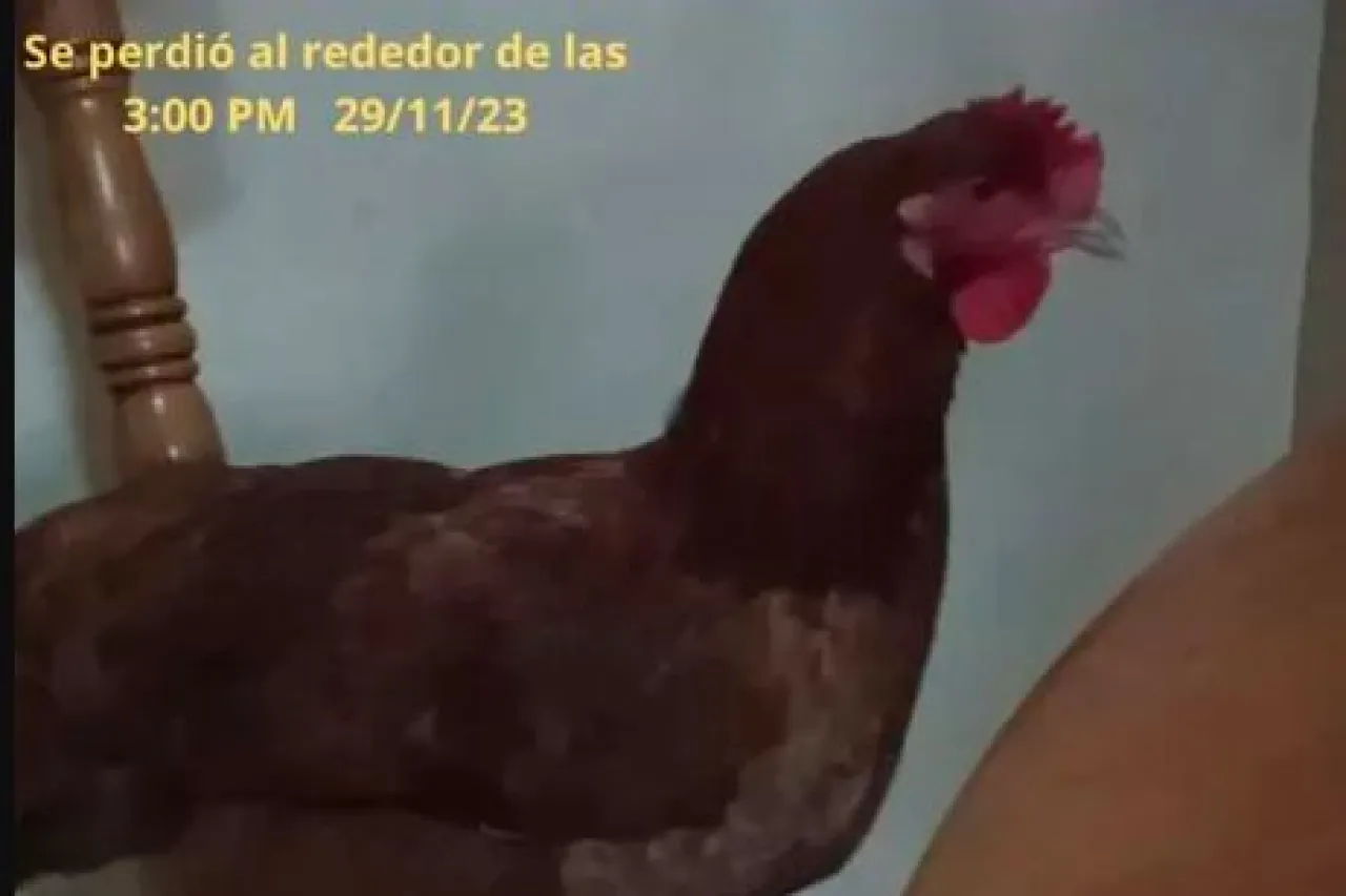 Niño busca a su gallina 'Gorda'; su publicación se hizo viral
