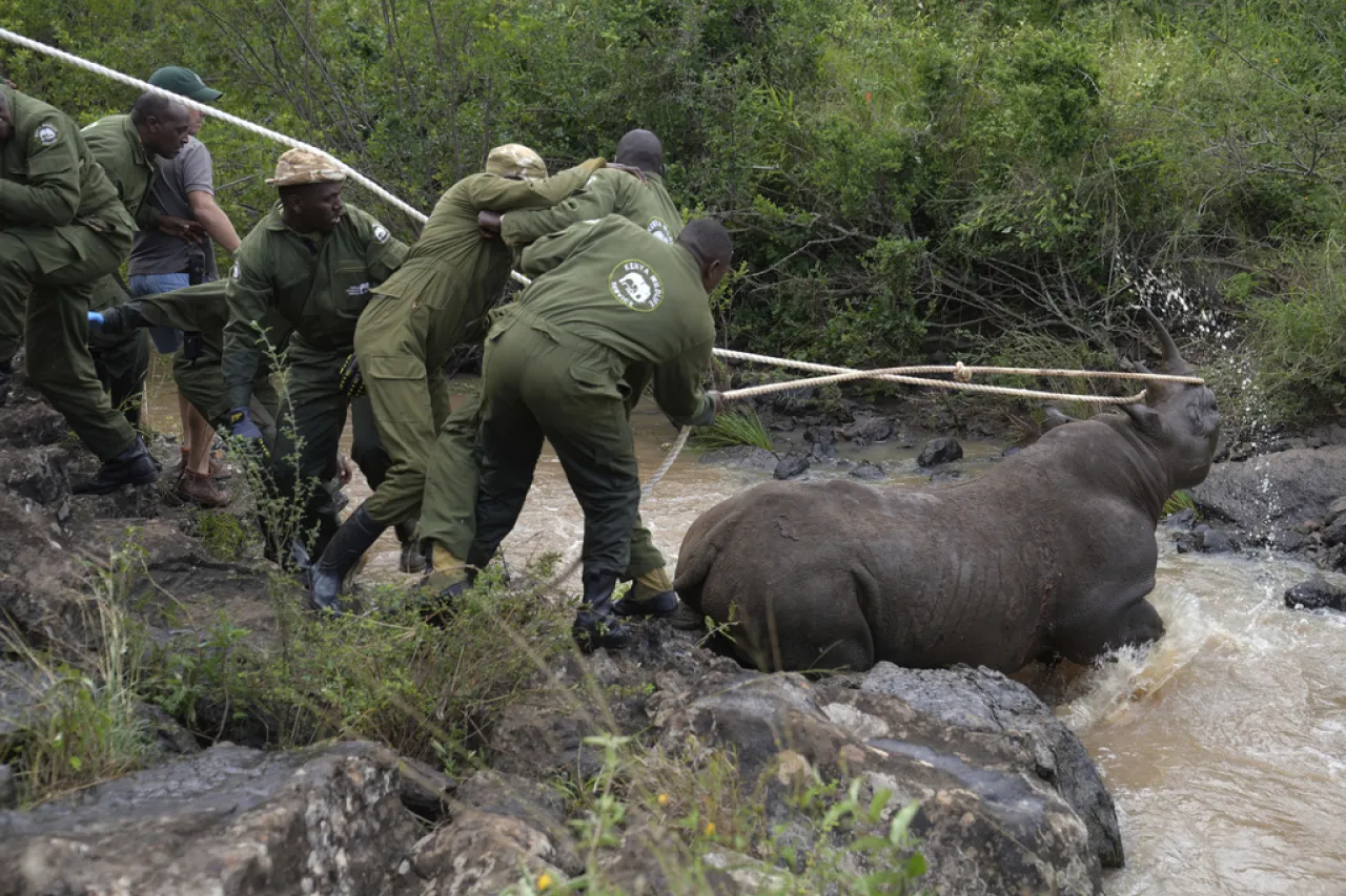 Kenia inicia la titánica misión de reubicar a 21 rinocerontes