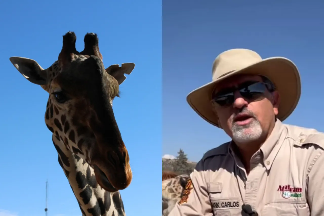 Video: Así Será El Traslado De ‘Benito’ A Africam Safari