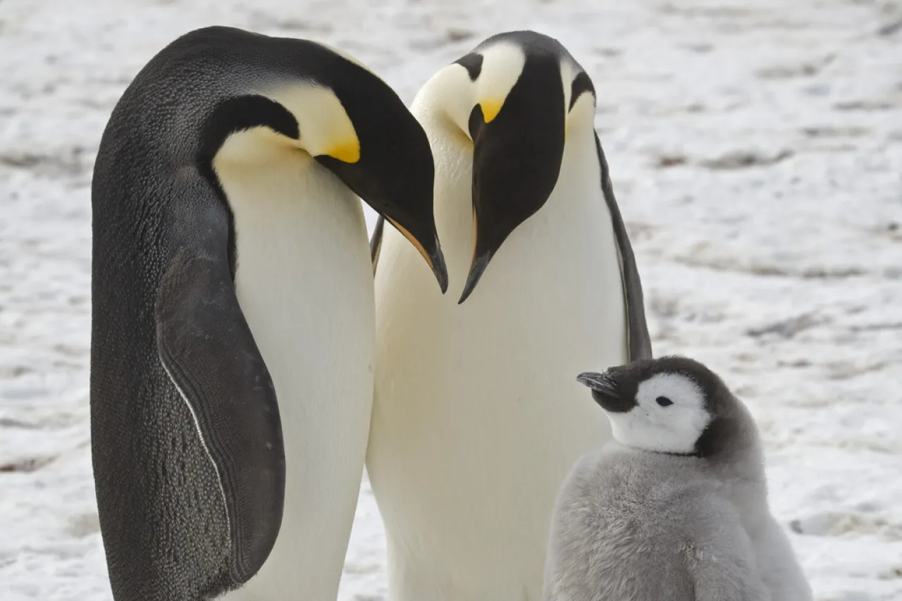 Celebrando a los Pingüinos en su Día Mundial