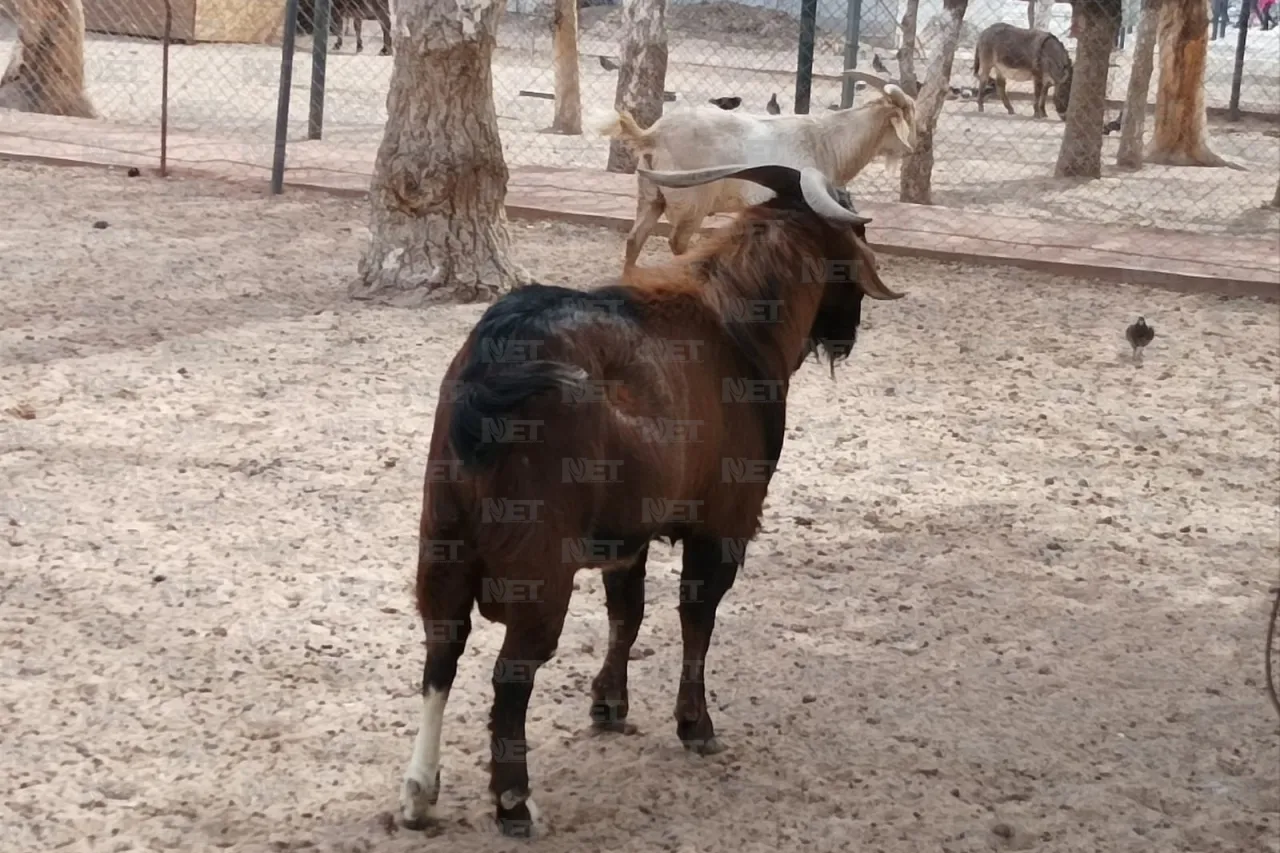 Regresa Parque Central 10 animales al zoológico San Jorge