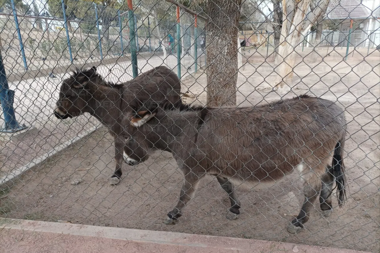 Regresa Parque Central 10 animales al zoológico San Jorge