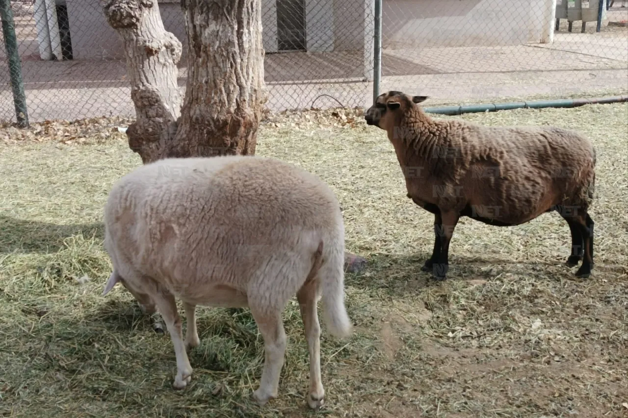 Regresa Parque Central 10 animales al zoológico San Jorge