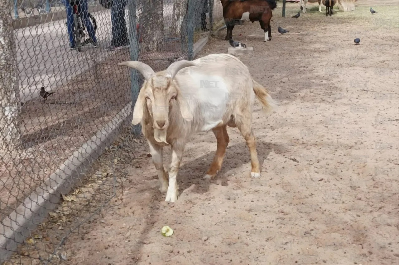 Regresa Parque Central 10 animales al zoológico San Jorge